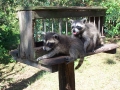 coon tongue