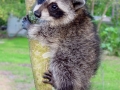 raccoon Azalea