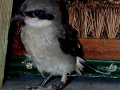 LOGGERHEAD_SHRIKE
