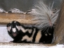Skunk Spotted