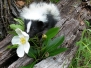 Skunk Striped