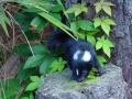 Baby_Skunk