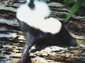 DSC01863