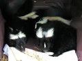 DSCN5437