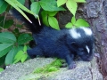 Skunk 2