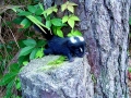 Stripped Skunk