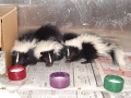 Three Skunks