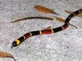 01_Coral_Snake