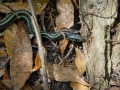 01_st.Garter_snake_pic