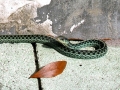 01_st_Garter_Snake