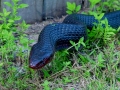01st._Indego_snake_picture