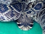 Snake Rattlesnake Eastern Diamondback