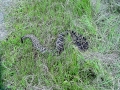 DSC04943