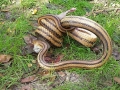Snake_attack12-08-2001_Yellow_Rat__Snake