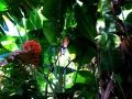 DSCN6260