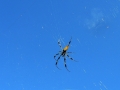 DSCN6261_1
