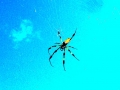 DSCN6262
