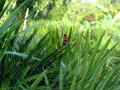 Golden_Silk_Orbweaver_