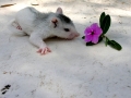 01 White Squirrel