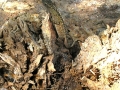 DSCN3687