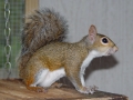 DSC00878