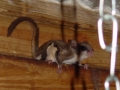 DSC07007