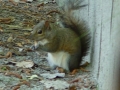 DSC07451