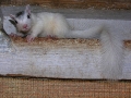 DSCN4268