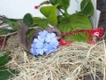 Madam_Butterfly