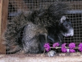 1_st_Fox_Squirrel_
