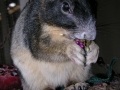 DSCN2686