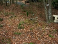 DSCN7234