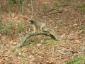 DSCN7243