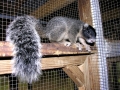 Fox_Squirrel