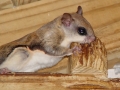 DSC06655