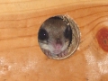 DSC07005