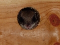 DSC07009
