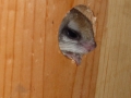 DSC07019