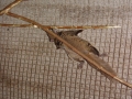 DSC07027