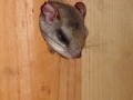 DSC07028