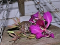 DSCN0071