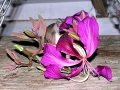 DSCN0072