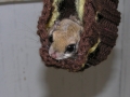 DSCN0517