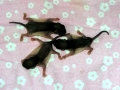 DSCN0705