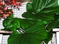 DSCN0985
