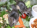 DSCN2632
