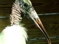 01_Wood_Ibis_