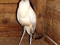 DSC00533_-_1
