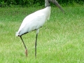 Wood_Ibis