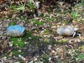 DSC00263